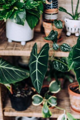 a wicker shelf with a variety of luscious, green houseplants