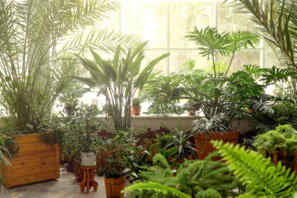 a collection of thriving plants sit in a sunny room. A great example of cultivating your indoor garden.
