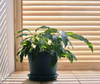 a spathiphyllum houseplant on a windowsill 2022 02 04 20 25 33 utc