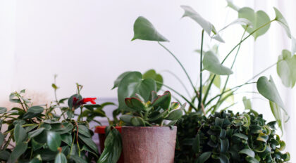 several indoor plants against a white background
