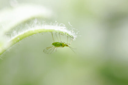 a small aphid hangs from a green leaf