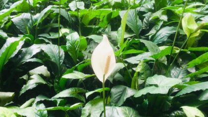 solitary peace lily 2022 05 02 06 47 16 utc