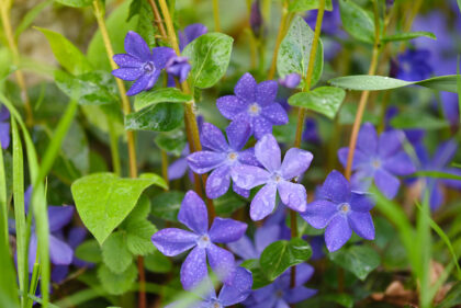 periwinkle flowers with dew drops sit in a bed of green leaves